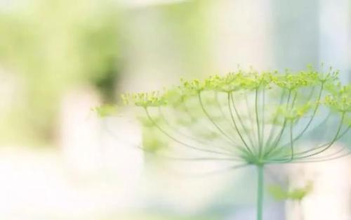 阳光婚恋网——专为广州单身男女提供的免费相亲征婚交友平台