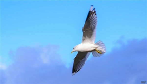 异地恋如何维持长久（长时间异地恋怎么维持）