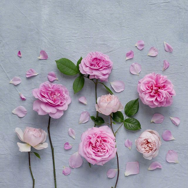 怎么用情话表白喜欢的人（很甜很撩没有之一）