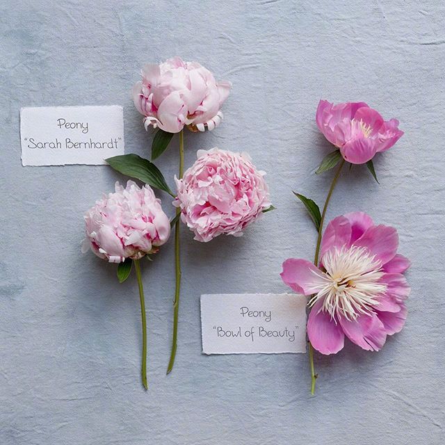 怎么用情话表白喜欢的人（很甜很撩没有之一）