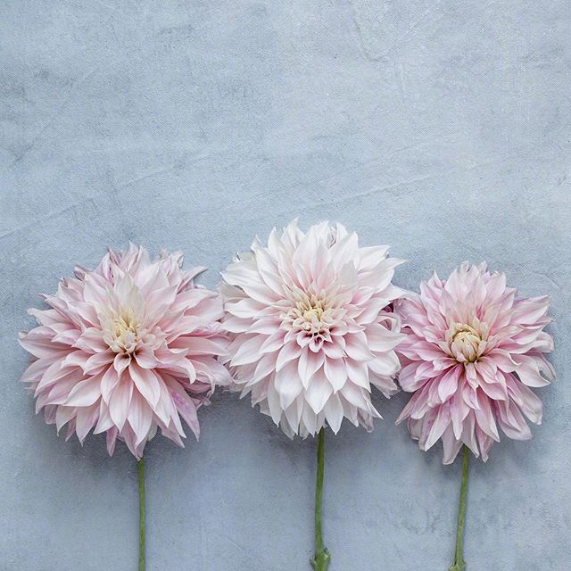 怎么用情话表白喜欢的人（很甜很撩没有之一）