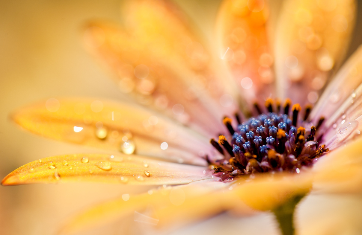 如何才能得到狮子座的心（怎么才能让狮子座喜欢）