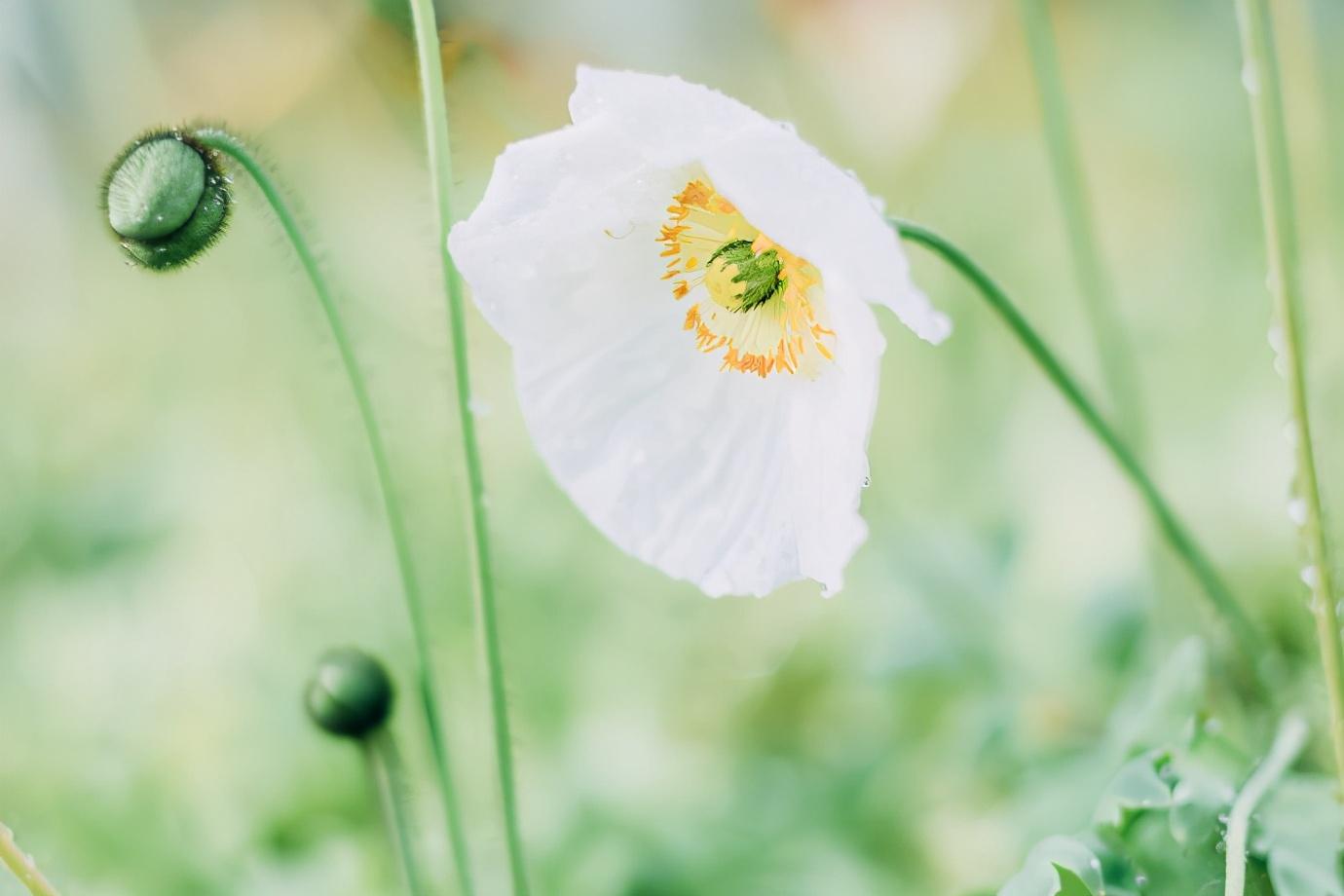 怎么撩狮子座（撩狮子座的套路是什么）