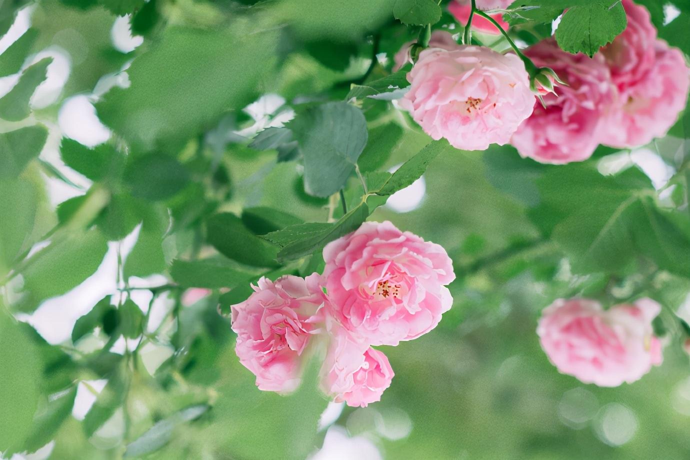 怎么撩狮子座（撩狮子座的套路是什么）