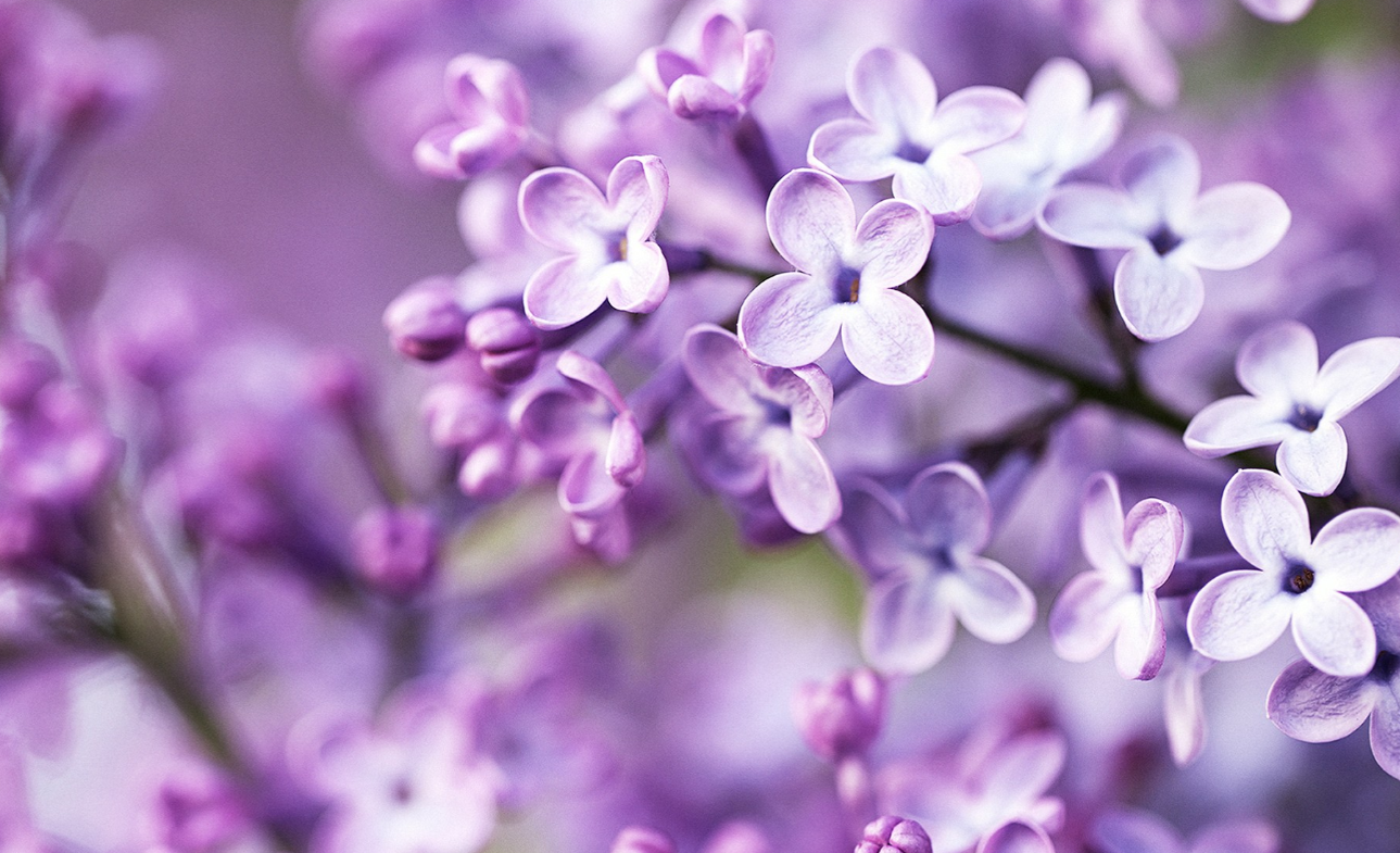 如何才能得到狮子座的心（怎么才能让狮子座喜欢）