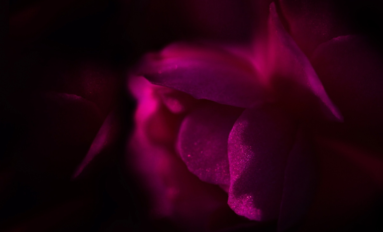 如何才能得到狮子座的心（怎么才能让狮子座喜欢）