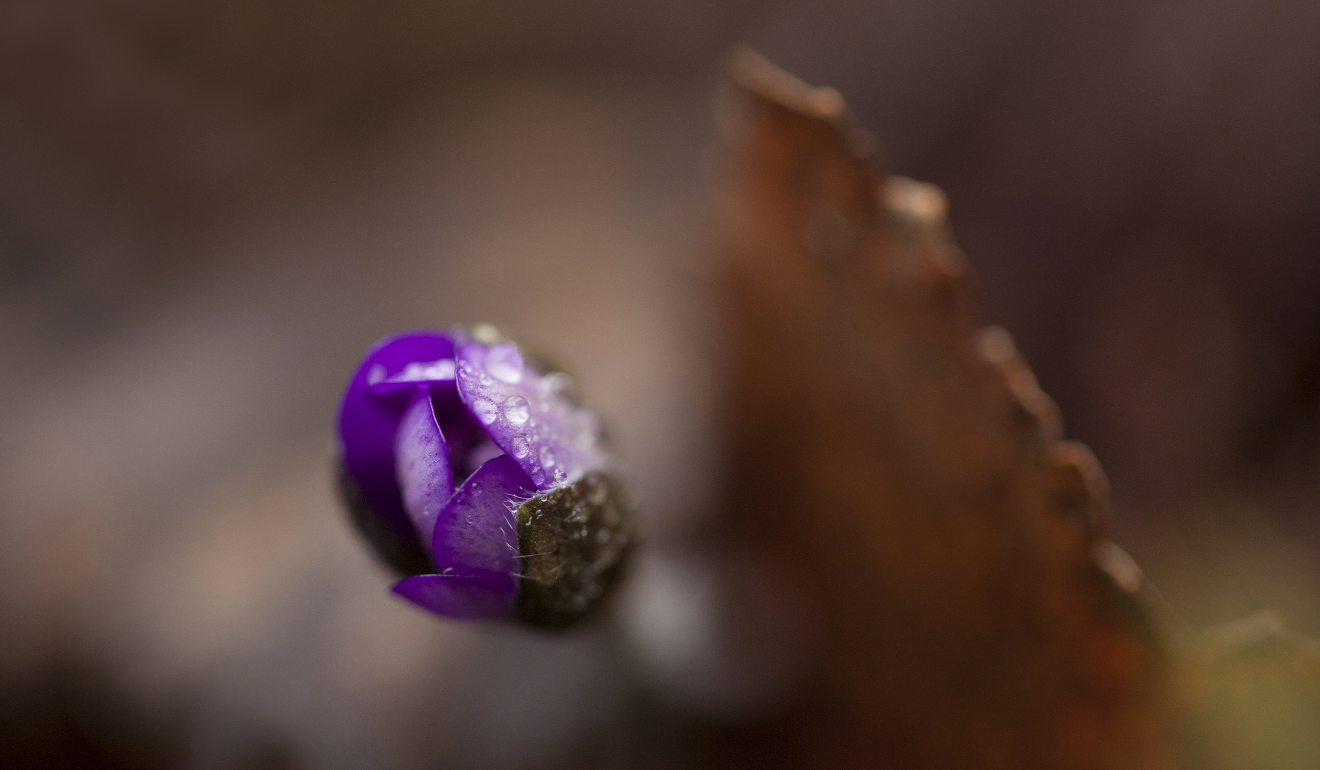 如何才能得到狮子座的心（怎么才能让狮子座喜欢）