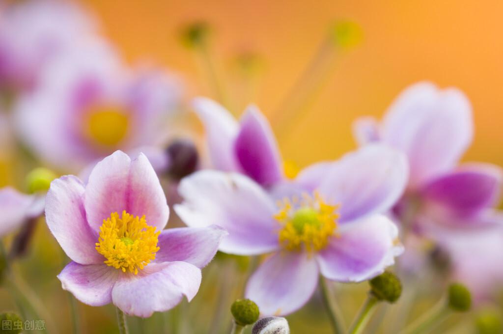 怎么才能让狮子座动心的话（让狮子座动情的情话）