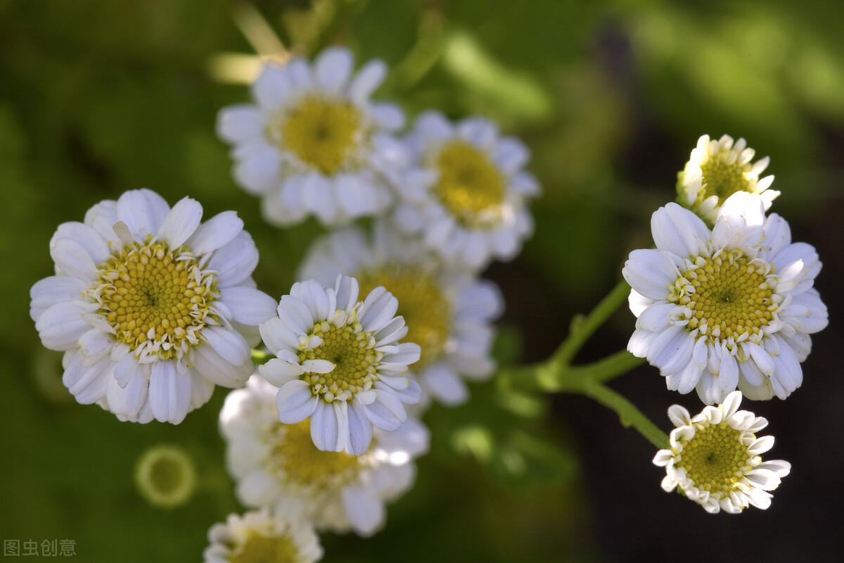 怎么才能让狮子座动心的话（让狮子座动情的情话）