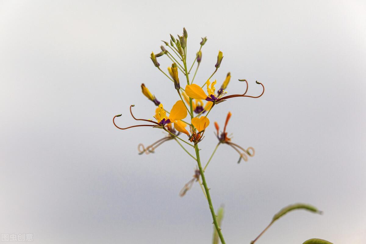 怎么才能让狮子座动心的话（让狮子座动情的情话）