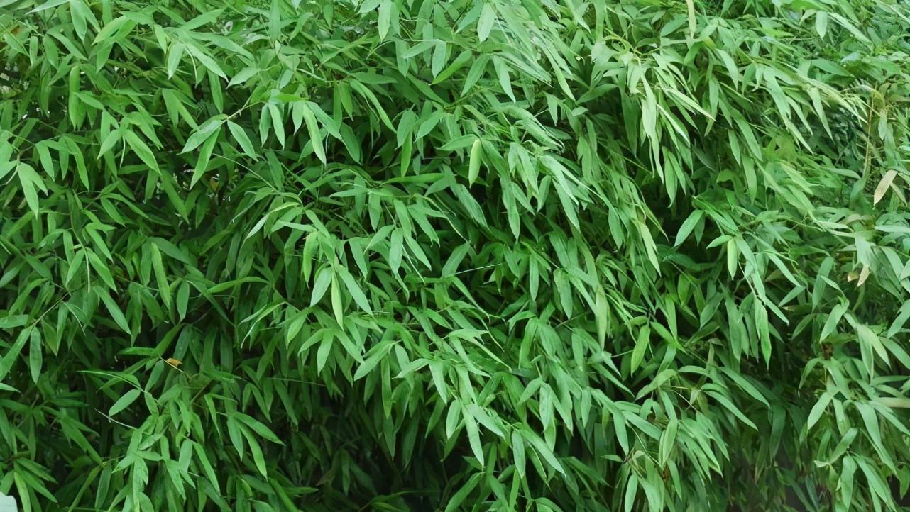 怎么才能追到摩羯座女生（珍贵的爱情总是很打动人心）